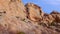 Deserted mountain landscape, Yucca and Cacti in a Red Cliffs Mountain Landscape in Arizona, USA