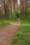 deserted path in the forest