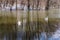 A deserted pond in the woods. Swans in early spring. Swans in winter on the lake