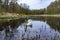 A deserted pond in the woods. Swans in early spring. Swans in winter on the lake