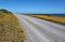 A deserted road with bright yellow flowers on either side passes close to the ocean at Cape Palliser, North Island, New Zealand