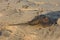 Deserted Sand Beach with a Horseshoe Crab Sitting