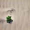 Deserted sand beach and single green plant