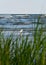 Deserted shore with dune grass and seagull and ocean waves in the background