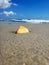 Deserted shore, waves and shells on the sand of the Atlantic Ocean. Macro photography