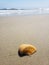 Deserted shore, waves and shells on the sand of the Atlantic Ocean. Macro photography