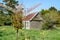 Deserted small house in field long grass and yellow daffodils