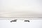 deserted winter beach and abandoned benches under the skyline