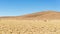 Desertic highlands on the Andes with llamas, Bolivia