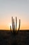 Desertic saguaro in front sunset light