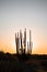 Desertic saguaro infront sunset light