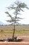 Desertification, sheep and goats forced to take shelter under the shade of an only tree