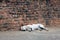 Desi dogs lying by a stone wall