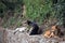 Desi dogs on a stone wall in Darjeeling