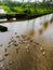 Desi ducks are moving in the water in a group and making waves in it.