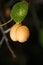 Desiccated crumpled yellow mirabelle plums on branch with green foliage, abandoned orchard with dry fruit. soft focused vertical