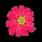 Design element flower pink bloom with yellow target white contour on black background