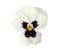 Design Elements: White Pansy