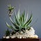 Design Inspiration For Ornamental Aloe Vera Arrangement With Detailed Petals