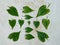 Design For Mikania Micrantha Plant's Leaf, White Background