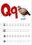Design page layout of the English alphabet to teach writing upper and lower case letter Q with funny cartoon Quail. Flat