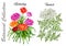 Design set of Everlasting and Hemlock flowers isolated on white