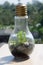 Design of Terrarium in bulb shape.