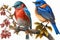 Design of two colorful Eastern Bluebird