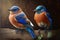 Design of two colorful Eastern Bluebird