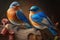 Design of two colorful Eastern Bluebird