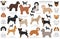 Designer dogs, crossbreed, hybrid mix pooches collection isolated on white. Flat style clipart dog set