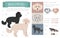 Designer dogs, crossbreed, hybrid mix pooches collection isolated on white. Flat style clipart infographic