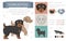 Designer dogs, crossbreed, hybrid mix pooches collection isolated on white. Flat style clipart infographic