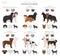 Designer dogs, crossbreed, hybrid mix pooches collection isolated on white. Flat style clipart set
