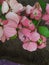 Designer Pink Flower Background