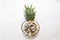 Designer unusual pineapple on a white background