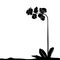 For designers, plant vector - orchid