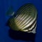 Desjardini Sailfin Tang