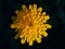Desktop wallpaper. Yellow dandelion flower on dark background. Nature photography background