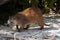 Desmarest`s hutia Capromys pilorides, also known as the Cuban hutia on the beach under mangrove bushes