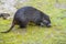 Desmarests hutia or Cuban hutia, Capromys pilorides. Endemic rodent from Cuba, Central America