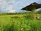 Desolate Hut Amidst the Grasslands: A Solitary Retreat