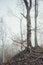 Desolate Image of Foggy Beech Forest with Bare Trees in Winter