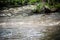 Desolate image of a riverbank with dry, tree trunks standing in a line