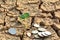 Desolate land or dry areas have little green plant and coins