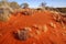 Desolate landscape with sparse vegetation and red sand. Australia