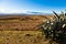 Desolate mountain landscape with catus in front