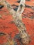 Desolate Native Tree After Bushfire, Uluru, Red Centre, Australia