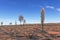 The desolate red earth and burnt trees, hit by large fires in the interior areas of Australia