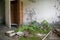 Desolate room with wardrobe and overgrown floor in Pripyat